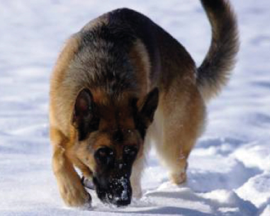 Quel Est Le Standard Du Berger Allemand