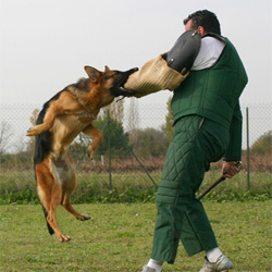 10 commandements du dressage du0027un berger allemand - Le Berger Allemand