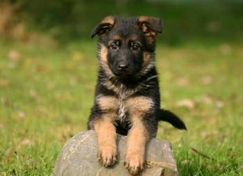 Un berger allemand chiot