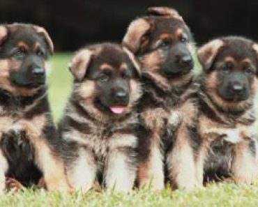 chiots-bergers-allemands