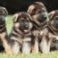 chiots-bergers-allemands