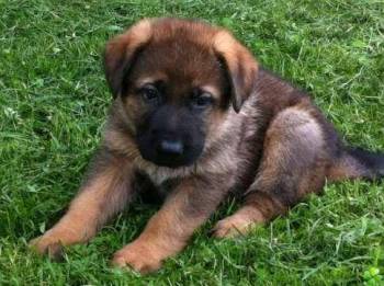 Comment Bien Choisir Son Chiot Berger Allemand Le Berger