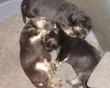 Comment Prendre Soin Des Chiots Et Leur Allaitement Le Berger Allemand