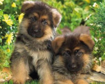 chiots berger allemand