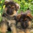 chiots berger allemand