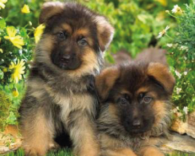Comment Bien Choisir Son Chiot Berger Allemand Le Berger Allemand Comment Bien Choisir Son Chiot Berger Allemand Le Berger Allemand