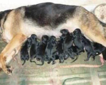 naissance-chiots-berger-allemand