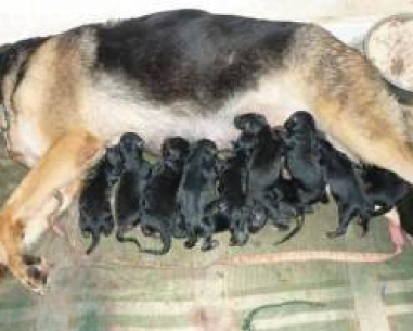 En Moyenne Quelle Est La Température Du Corps Dun Chien